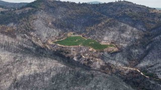 ALJ Türkiyeden 1.4 milyon fidan ile başlayan ağaç seferberliği