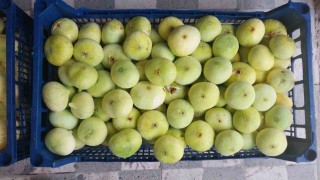 Altından bal damlayan incir üreticisinin yüzü güldü