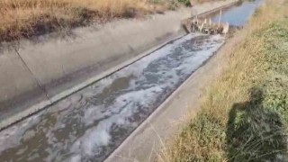Amasyada sulama kanalı kirlilikten köpürdü, balık ölümleri görülmeye başladı