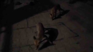 Amasyalı çiftçiden aç kalan tilkilere pasta, kirpilere fıstık