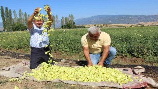 Amasyanın tescilli bamyasına Afrikadan rakip çıktı