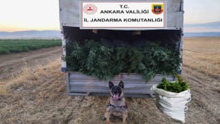 Ankarada arazilerine skunk eken 2 kişi gözaltına alındı