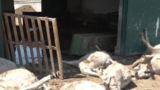 Ankarada sel besi çiftliğini vurdu: 25 küçükbaş hayvan telef oldu