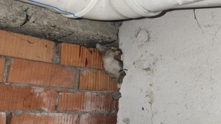 Anne kedi ve 4 yavrusu sıkıştıkları yerden kurtarıldı