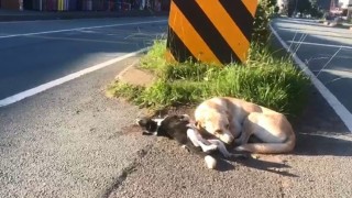 Anne köpek otomobilin çarpması ile telef olan yavrusunun başından ayrılmadı