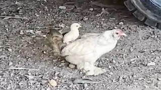 Anne sırtında keyifli gezinti