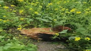 Anne tavuk aslan kesildi: Kargayı gaga darbeleriyle yaralayıp yavrularına kalkan oldu