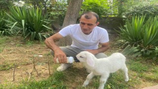 Annesiz kalan 12 günlük kuzuyu evinde evladı gibi büyütüyor