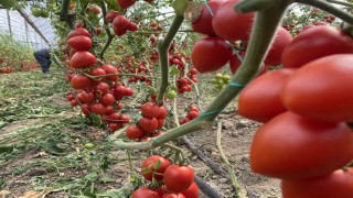 Antalya hallerinde temmuz ayında domates yıllık miktarda yüzde 47 arttı