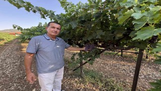 Antalyada üzümde bu yıl yüzde 25 rekolte bekleniyor