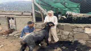 Antalyada yüzyıllardır süren Yörük kültürü keçi kıl kırkımı