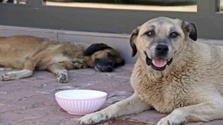 Antalyanın denizi bile yanıyor:  Termometreler 45, deniz suyu 32 derece