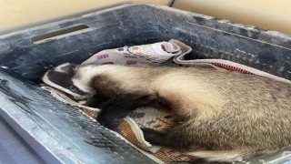 Aracın çarptığı porsuk yaralandı