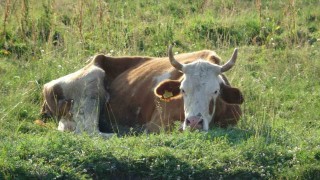 Ardahanda şap korkusu