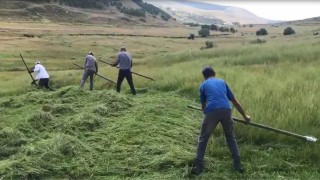 Ardahanlı çiftçilerin tırpanlarla zorlu ot biçme mesaisi