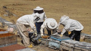 Arıcılar hasat için gün sayıyor