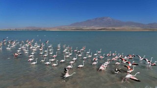 Arin Gölünde flamingoların Süphan Dağı eşliğinde mest eden dansı
