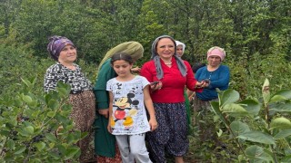 Aronya Akçaabattan dünyaya açılıyor