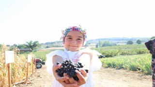 Aronya yetiştiriciliğinde Türkiye 3üncüsü olan Çanakkalede ilk hasat gerçekleştirildi