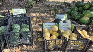 Artık kavun ve karpuz yerli tohumla Kasıma kadar sofralarda olacak