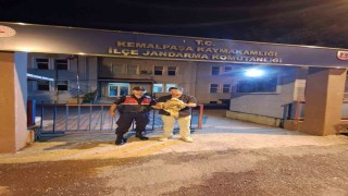 Artvinde yaralı şahin jandarma ekiplerince kurtarıldı