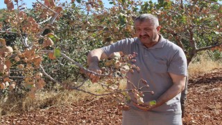 Aşırı sıcaklar Siirt fıstığını vurdu; rekoltede yüzde 80 kayıp bekleniyor