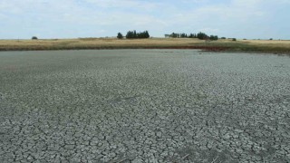 Aşırı sıcaklarda suları çekilen göletlerde balıklar yaşam mücadelesi veriyor