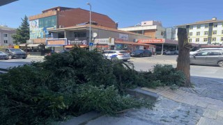 Ataşehirde kuvvetli rüzgar ağacı devirdi, bina girişini kapattı