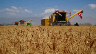 Atatürk Üniversitesinde buğday hasadı vakti