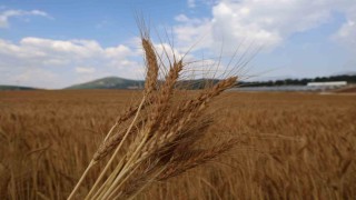 Atıl araziler ekonomiye kazandırıldı: Yerli tohumla rekolte yüz güldürdü