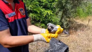 Ayağına poşet dolanan kuşu itfaiye kurtardı