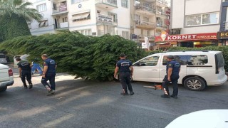 Aydında ağaç aracın üstüne devrildi