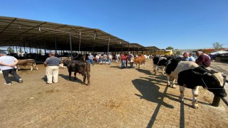 Aydında canlı hayvan nakliyesi ile ilgili eğitim verilecek