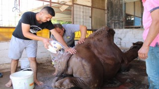 Aydında çöl sıcaklarından olumsuz etkilenen develer yıkamaya alındı