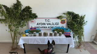 Aydında jandarmadan uyuşturucu operasyonu: 12 şüpheli yakalandı