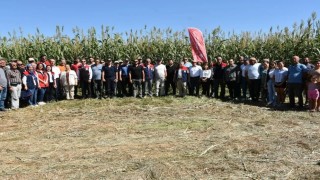 Aydında kaba yem açığını kapatacak proje meyvelerini veriyor