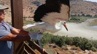 Aydında kurtarılan leylek ve flamingo doğaya salındı