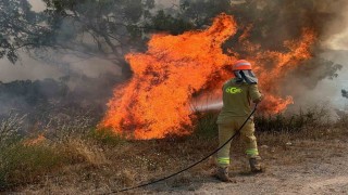 Aydında ormanlar için kırmızı alarm