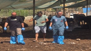 Aydında şap hastalığına karşı aşılama çalışmaları sürüyor