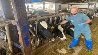 Aydında şap hastalığına karşı yoğun mücadele sürüyor