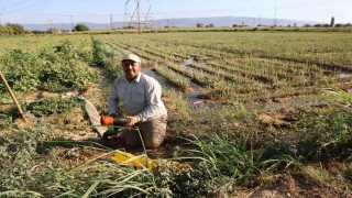 Aydında su kıtlığı çiftçilerin mesai saatlerini değiştirdi