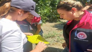 Aydında turunçgil yeşillenme hastalığına karşı çalışmalar sürüyor