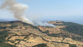 Aydında zirai alan yangını
