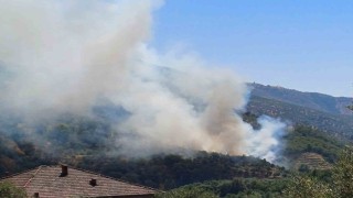 Aydında zirai alan yangını