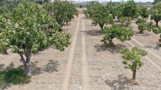 Aydından, iklim değişikliği sorununa doğal çözüm