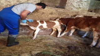 Aydıntepede de sonbahar dönemi şap aşılama kampanyası başladı