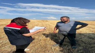 Aydıntepede hasat sezonu başladı