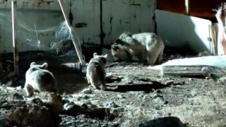 Ayı ailesi şantiyede yiyecek aradı