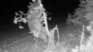 Ayı girdiği bahçede meyve için ağacı talan etti