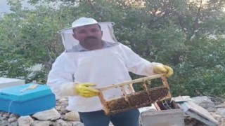 Ayı kovanları parçalayıp balı yedi, üretici 100 bin lira zarara uğradı
